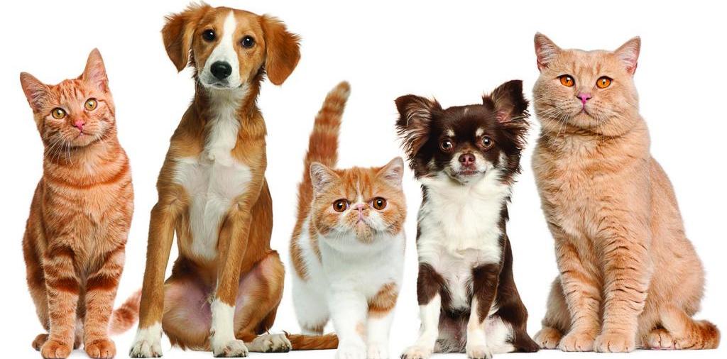 Доска объявлений о животных | ЗооТом - продажа, вязка и услуги для животных в Емве