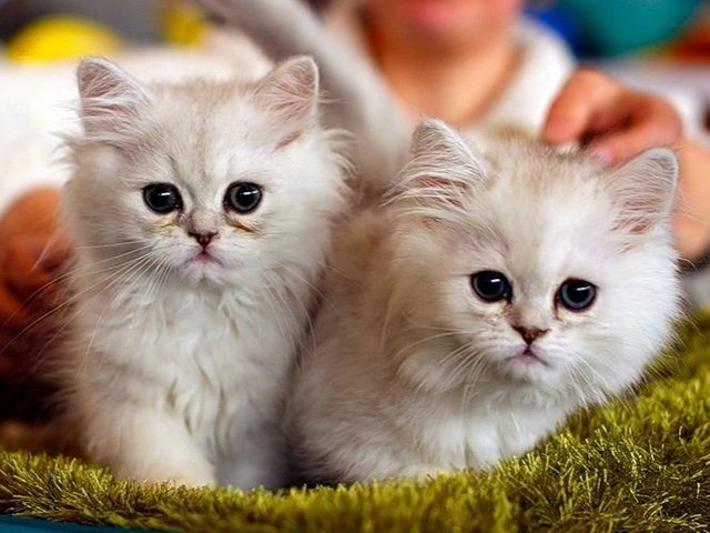 Породы кошек в Емве | ЗооТом портал о животных