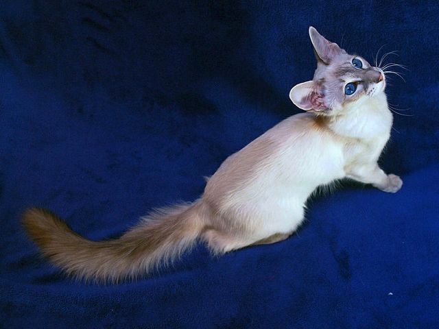 Выведенные породы кошек в Емве | ЗооТом портал о животных