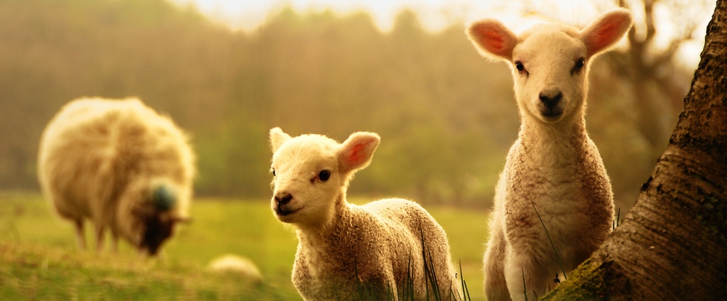 Объявления о сельскохозяйственных животных | ЗооТом - продажа, вязка и услуги для животных в Емве