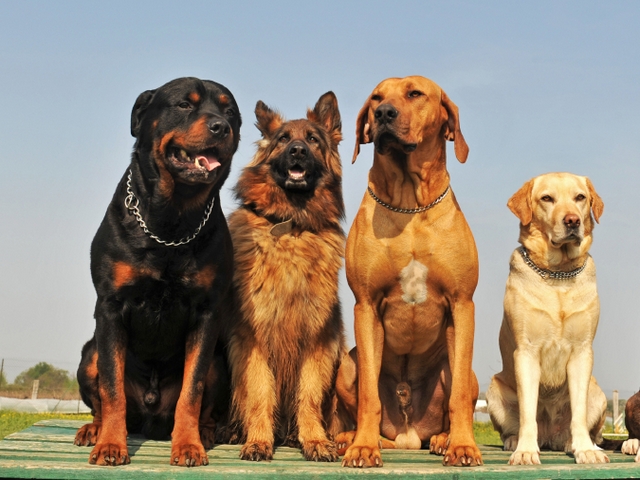 Крупные породы собак в Емве | ЗооТом портал о животных